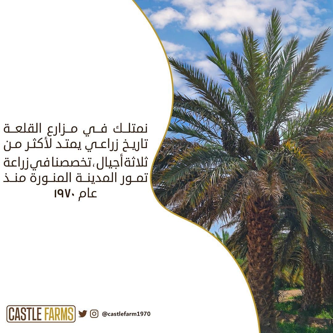 مزارع القلعة 